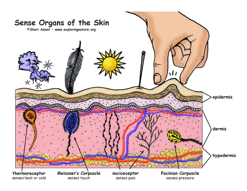 Skin and Senses