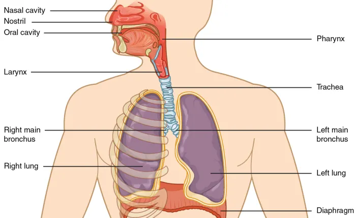 Respiratory system