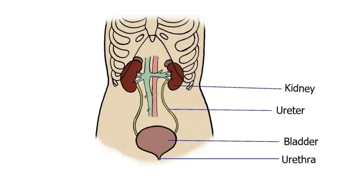 Urinary system
