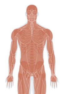 Musculoskeletal System