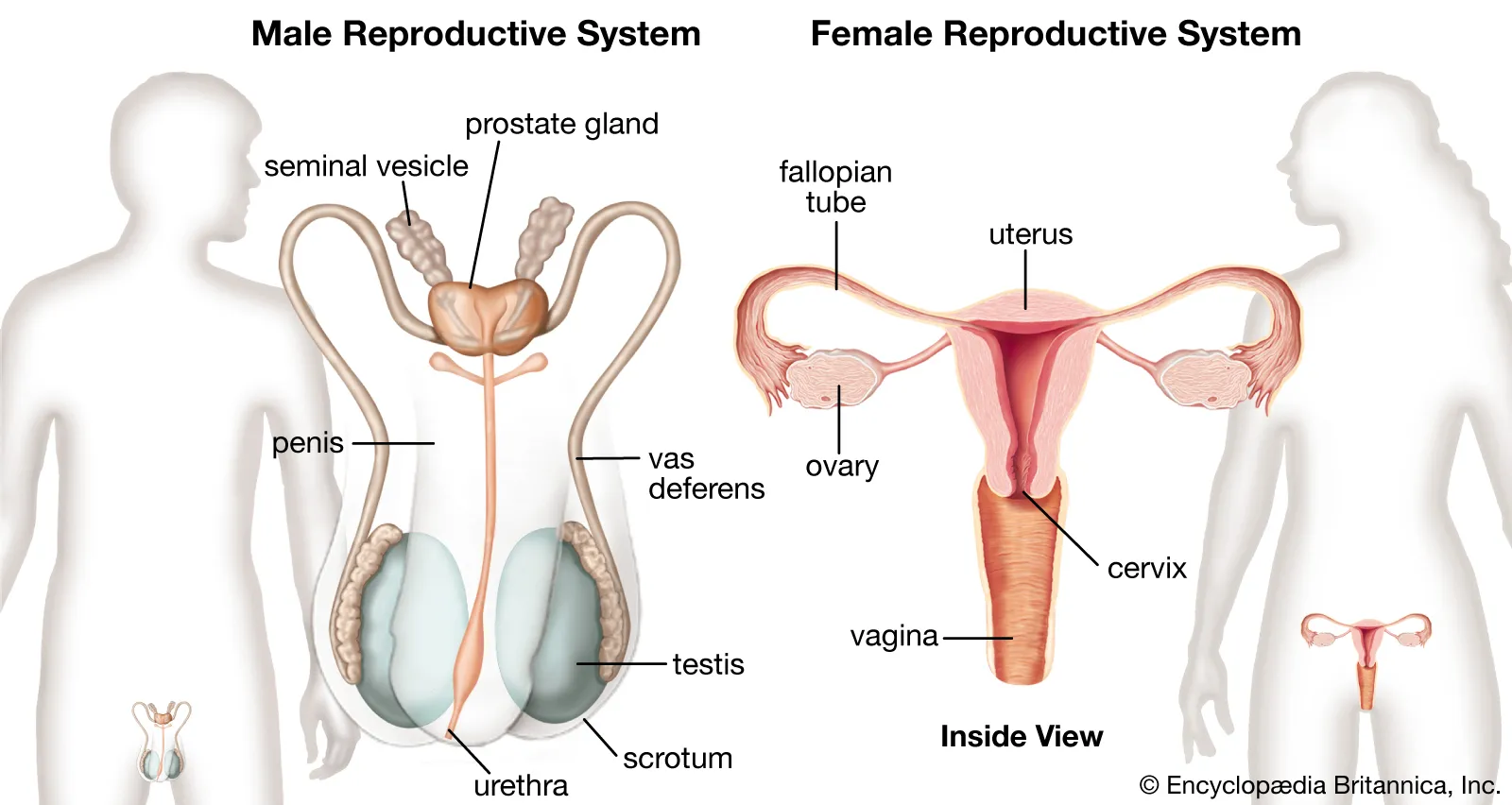Reproductive system