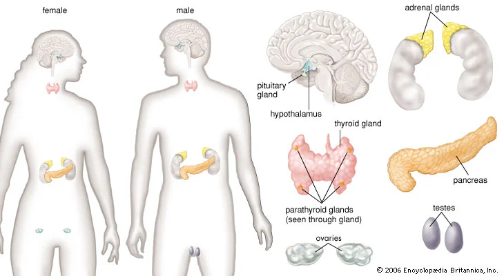 Endocrine system
