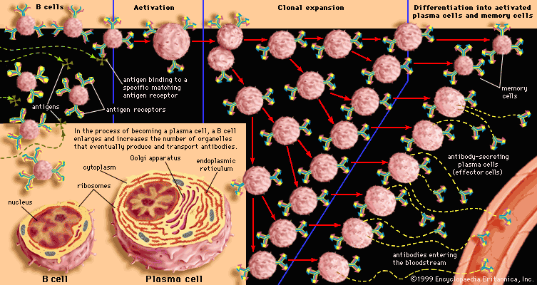 Immune system