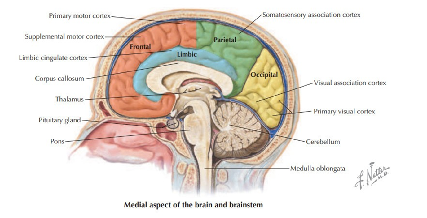 Nervous system