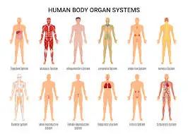 HUMAN BODY SYSTEM